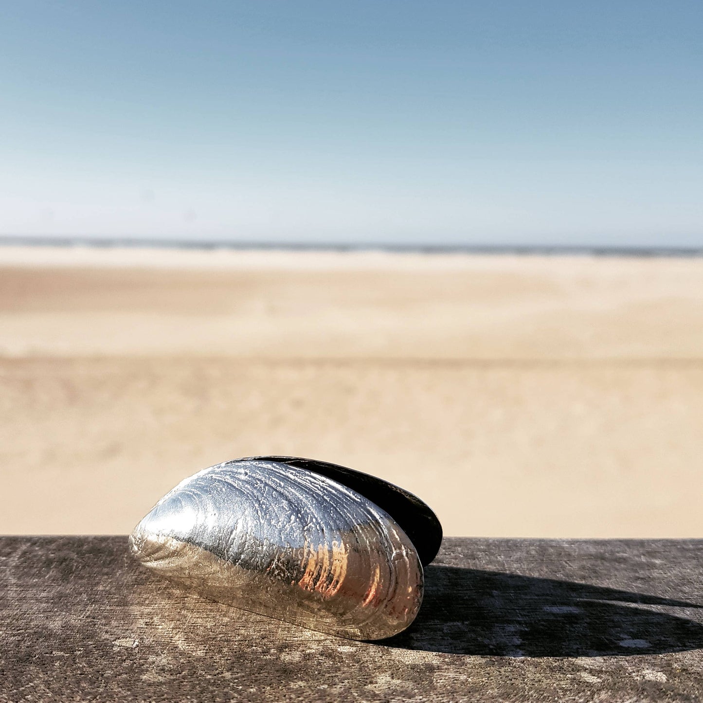 Mussel Cutlery