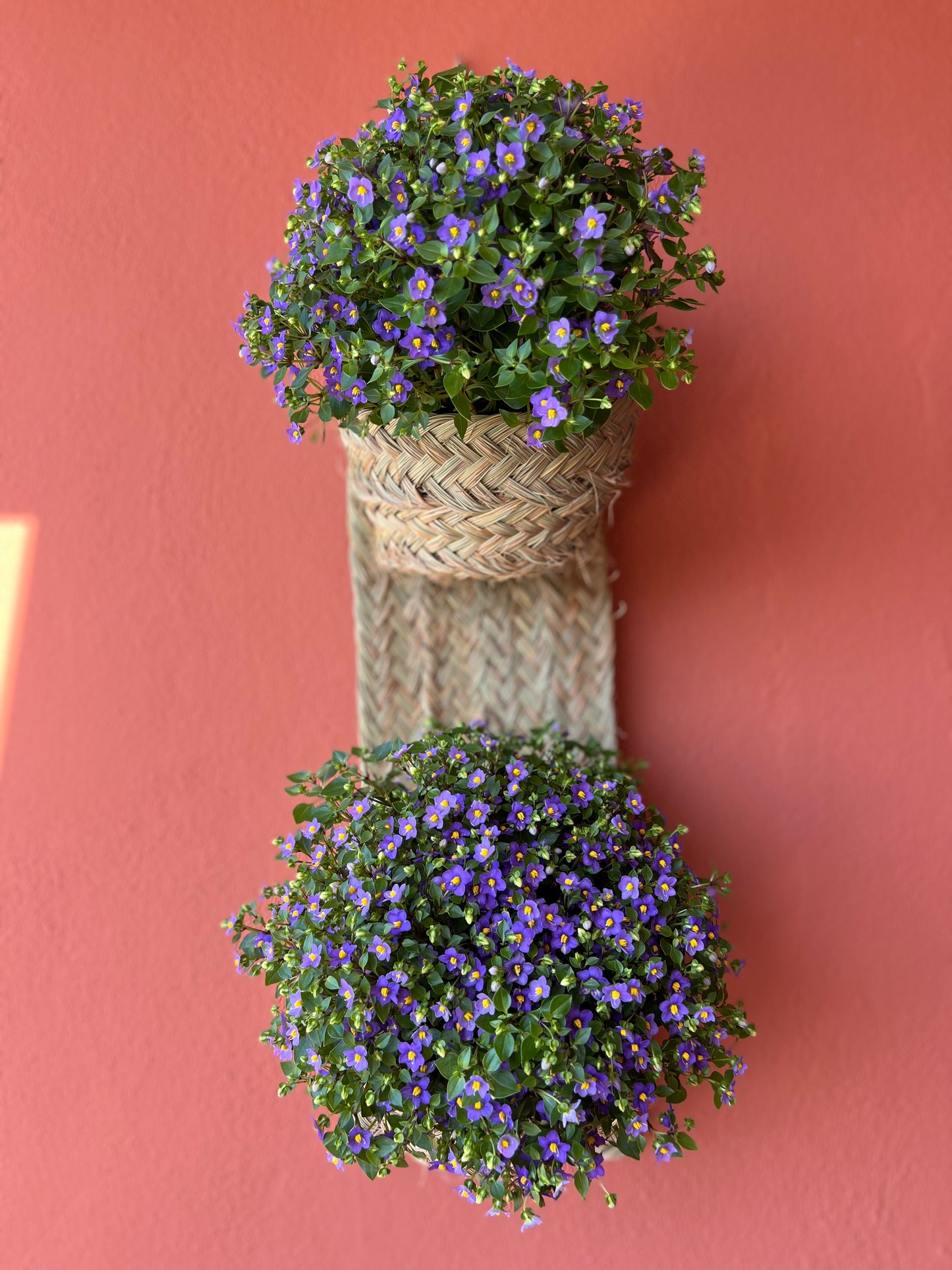 Esparto Planter