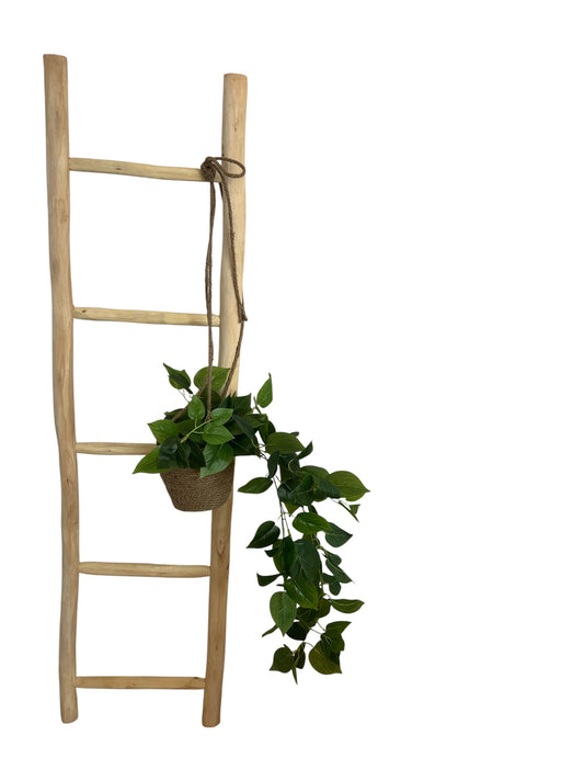 Eucalyptus Ladder